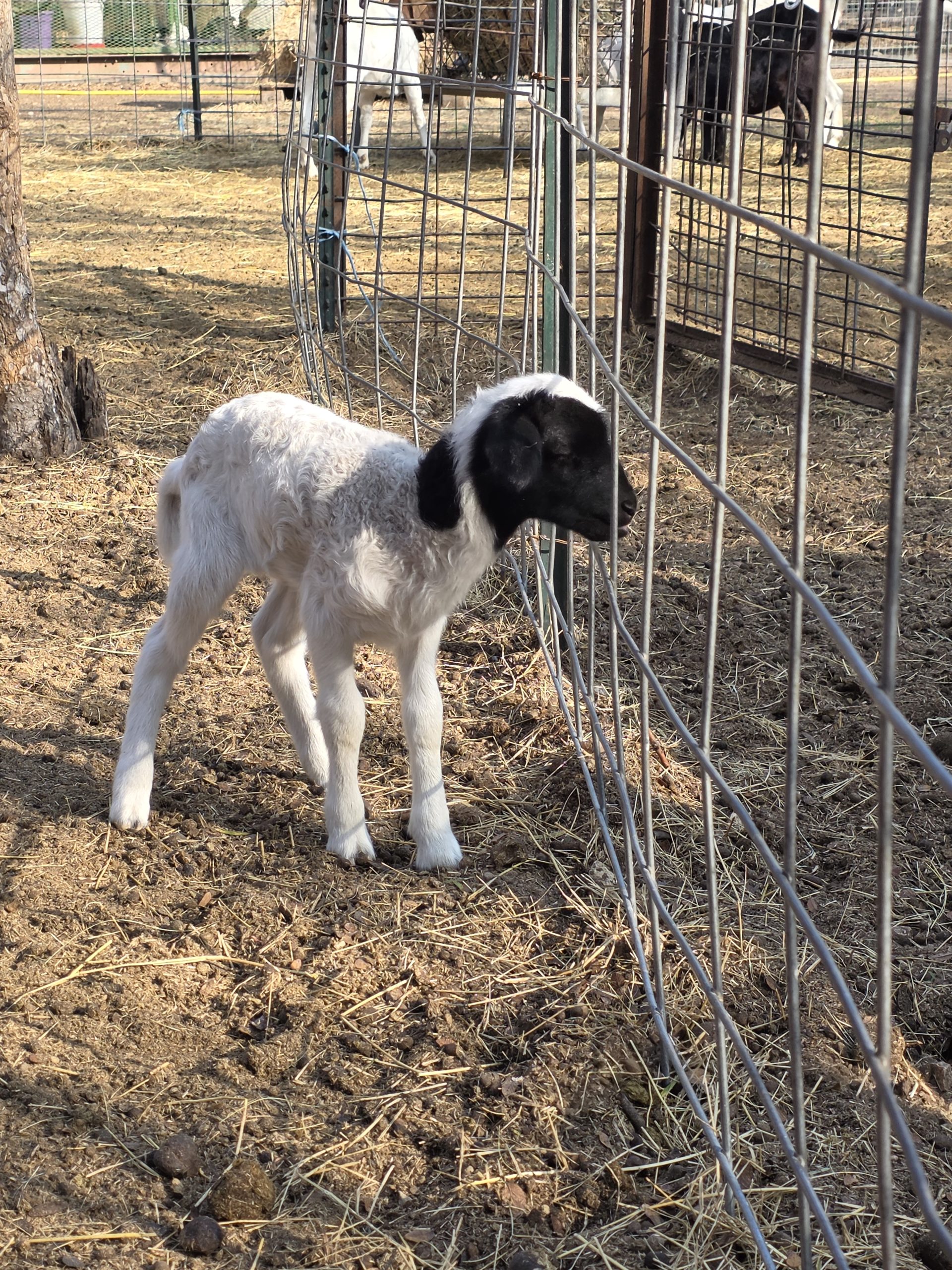 A young goat with black and white fur stands near a wire fence in a sunny enclosure.