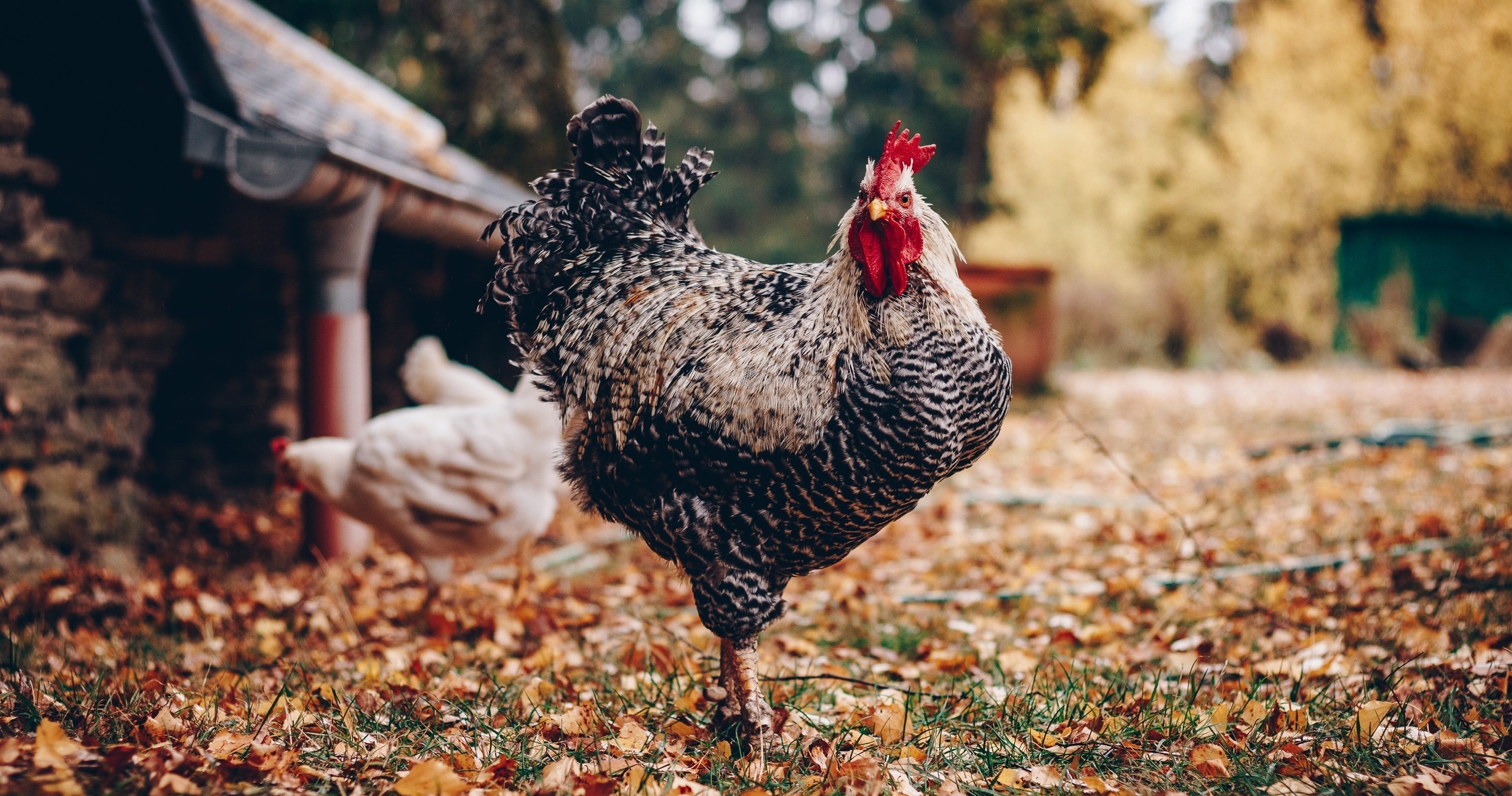 Speckled rooster strutting outside with fallen leaves on the ground.