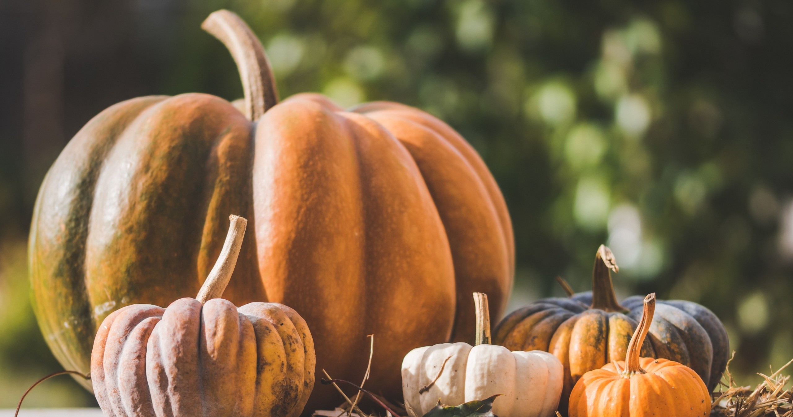 Assorted pumpkins in sunlight against a blurred green background.
