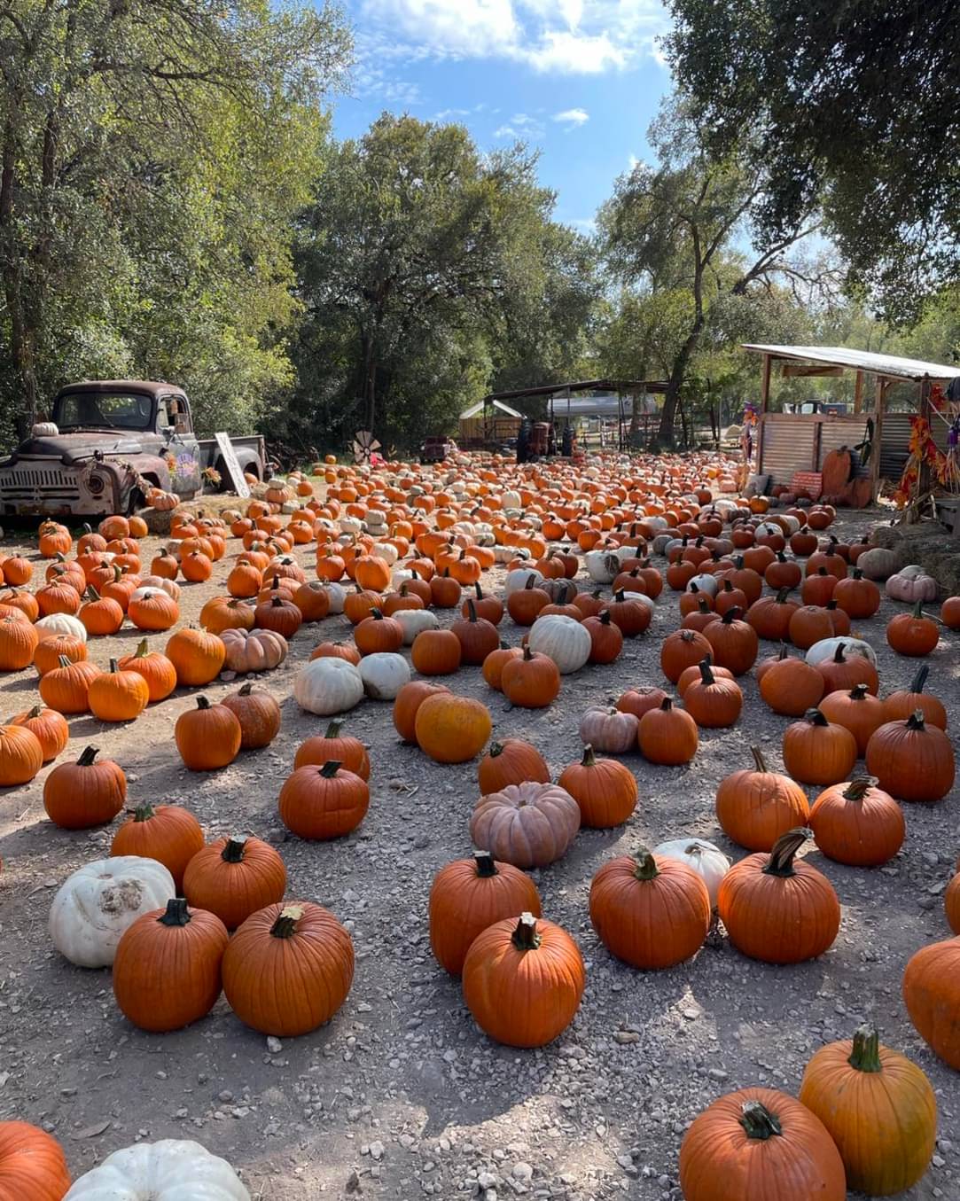 Field with numerous orange and white pumpkins, old truck, and trees in the background.