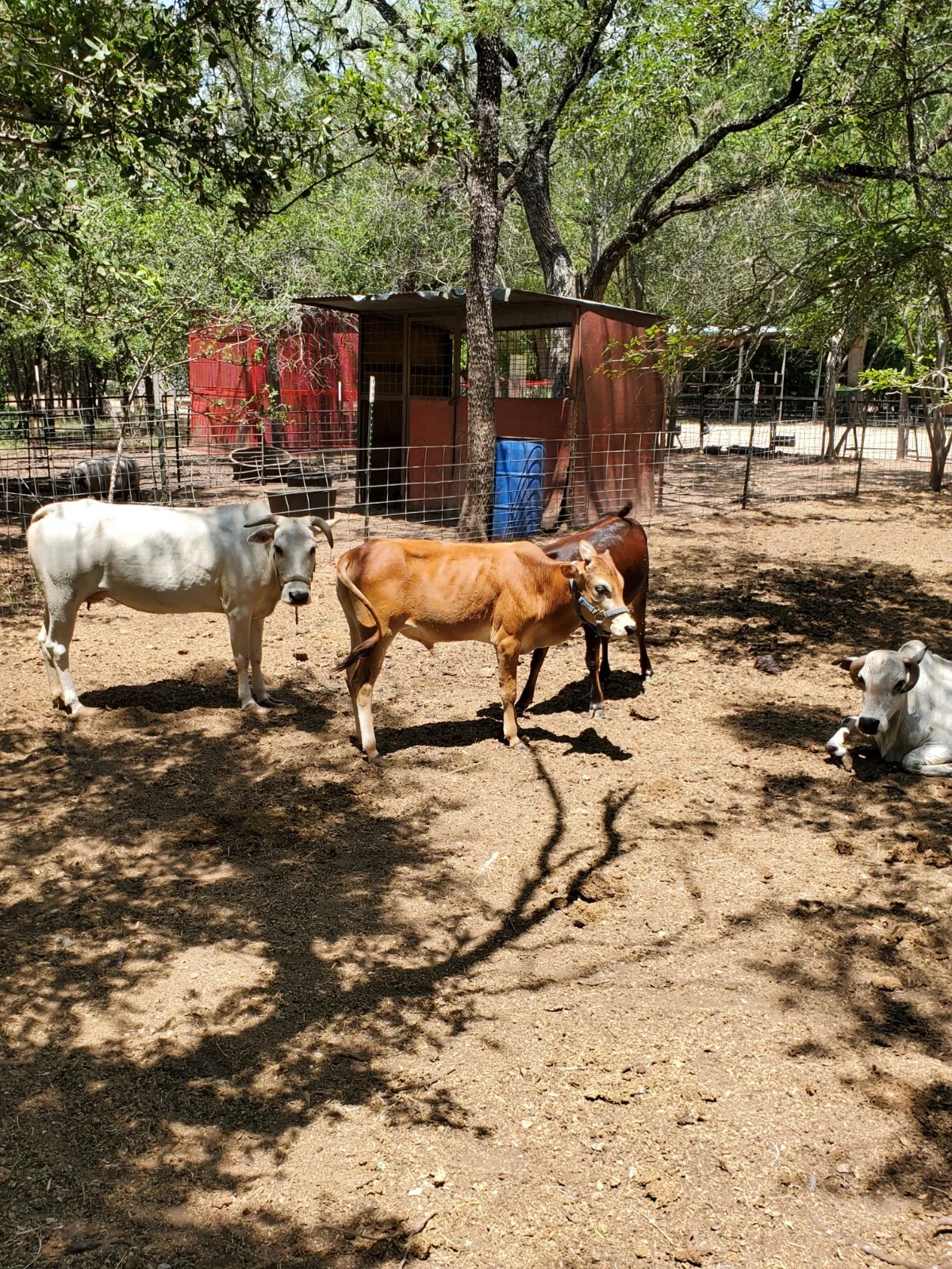 Three standing and one resting cows in a sunny fenced pen with trees and a red shed.