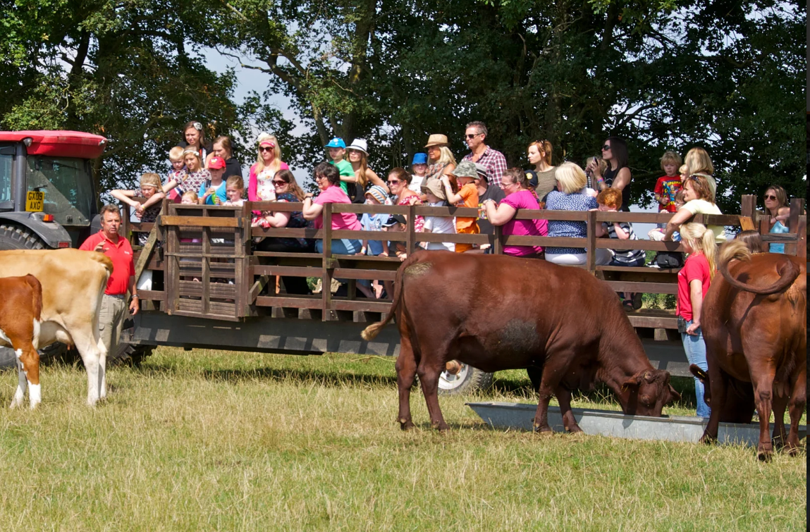 People on a wagon tour observing cows in a field.