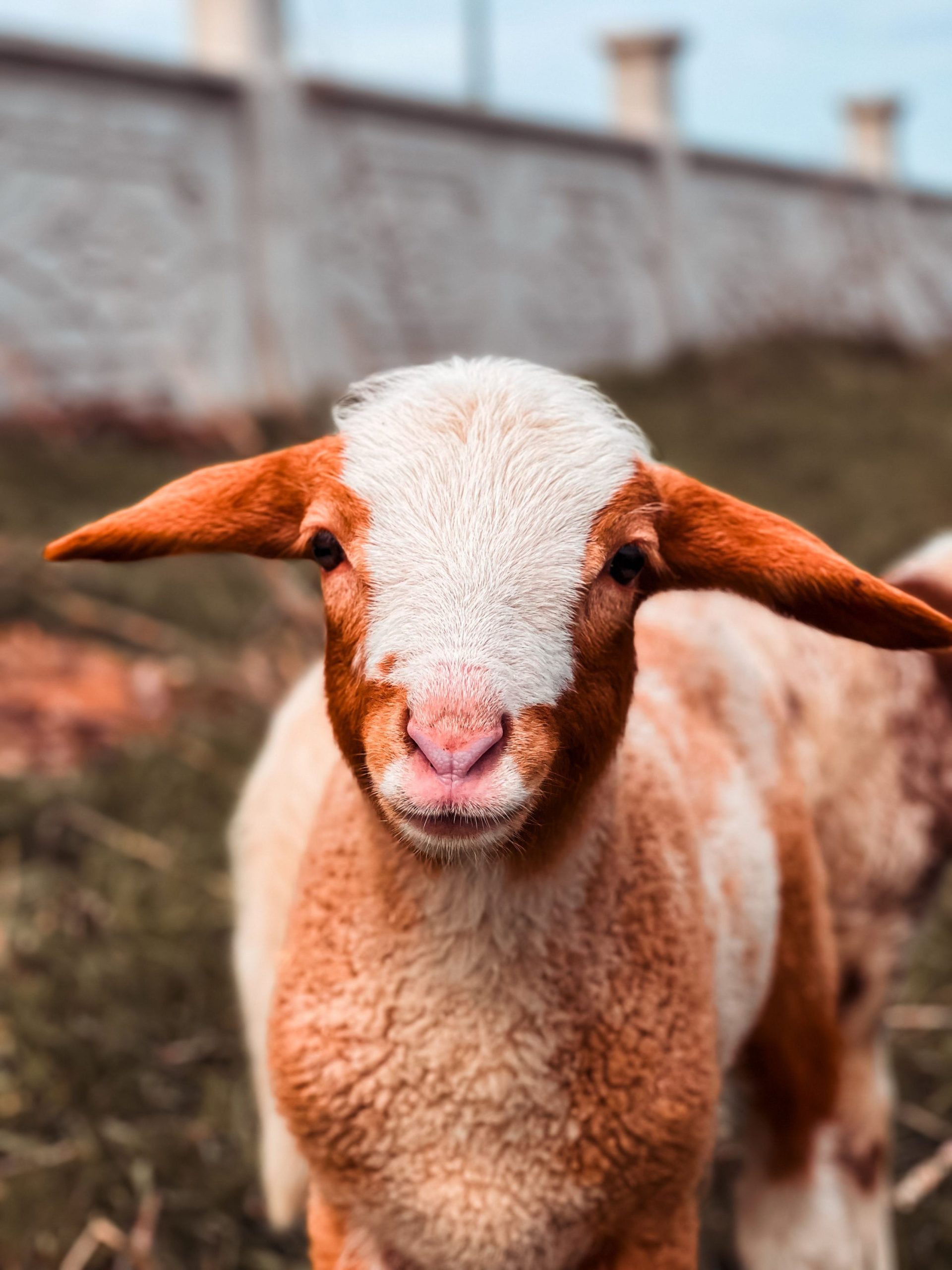 Close-up of a brown and white goat with a blurred fence in the background.