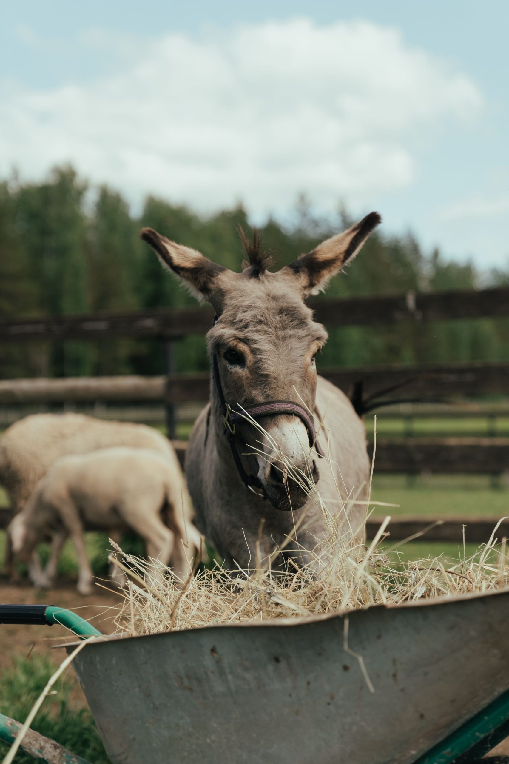 Donkey eating hay from a wheelbarrow in a farm setting.