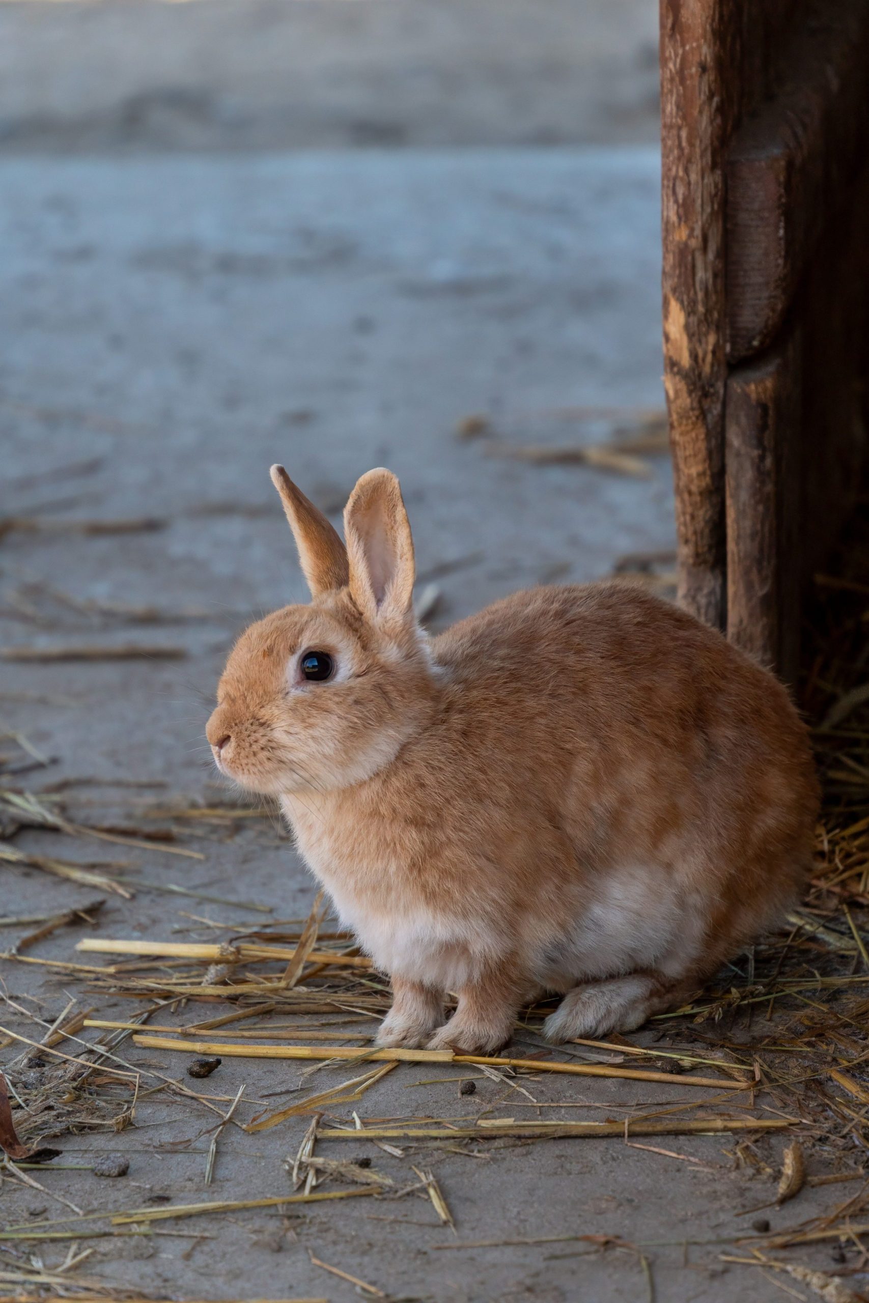 Brown rabbit sitting on hay near a wooden structure.