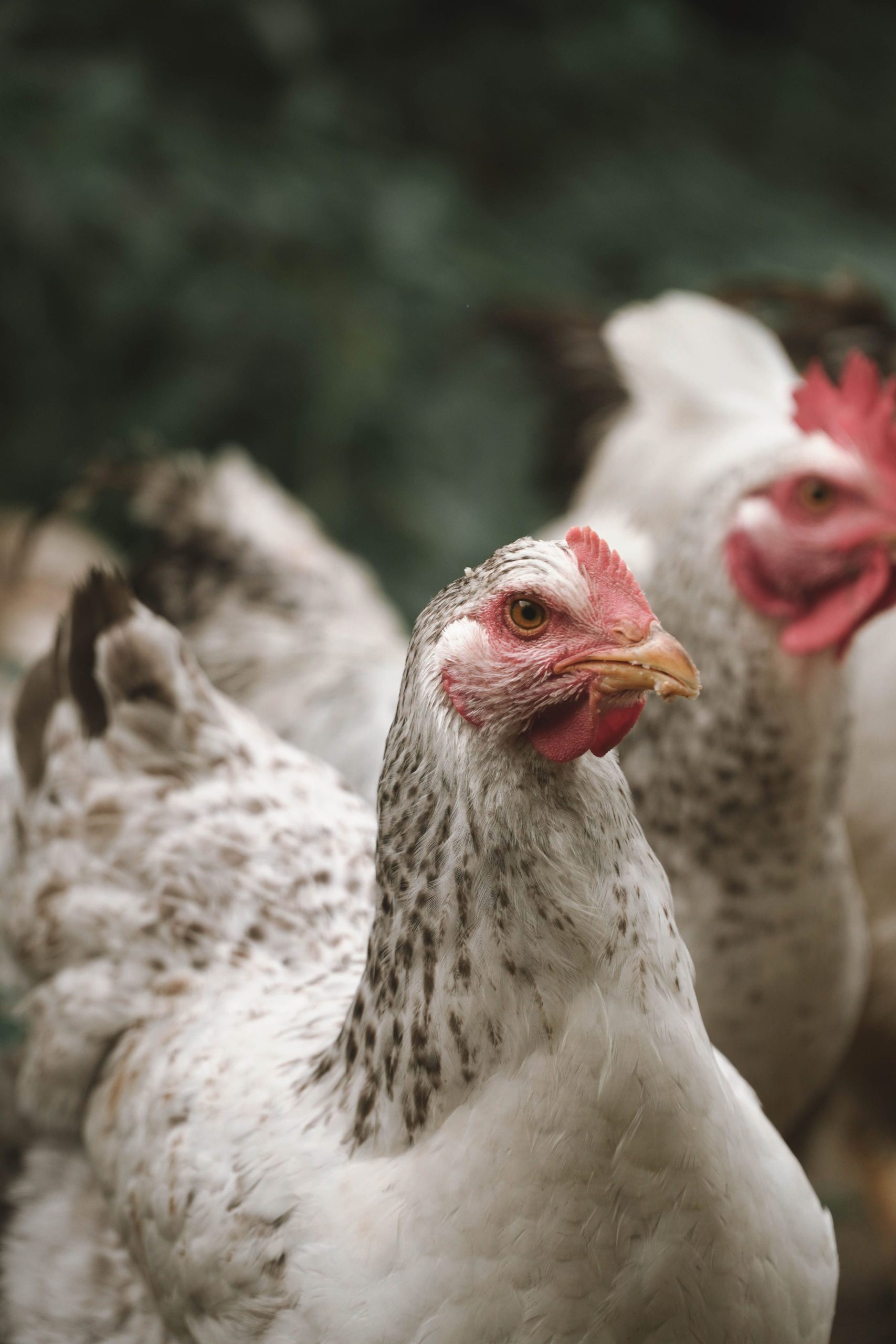 Two white and black chickens standing outdoors.