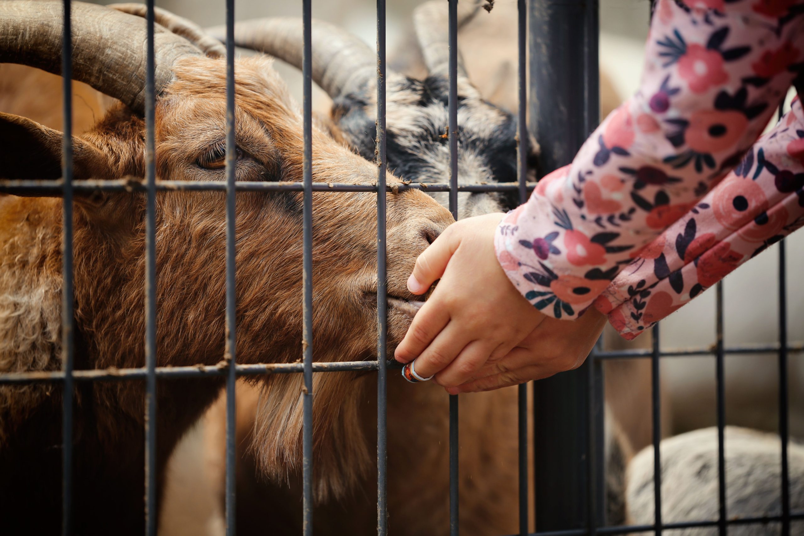 Child's hand feeding a goat through a fence at a petting zoo.