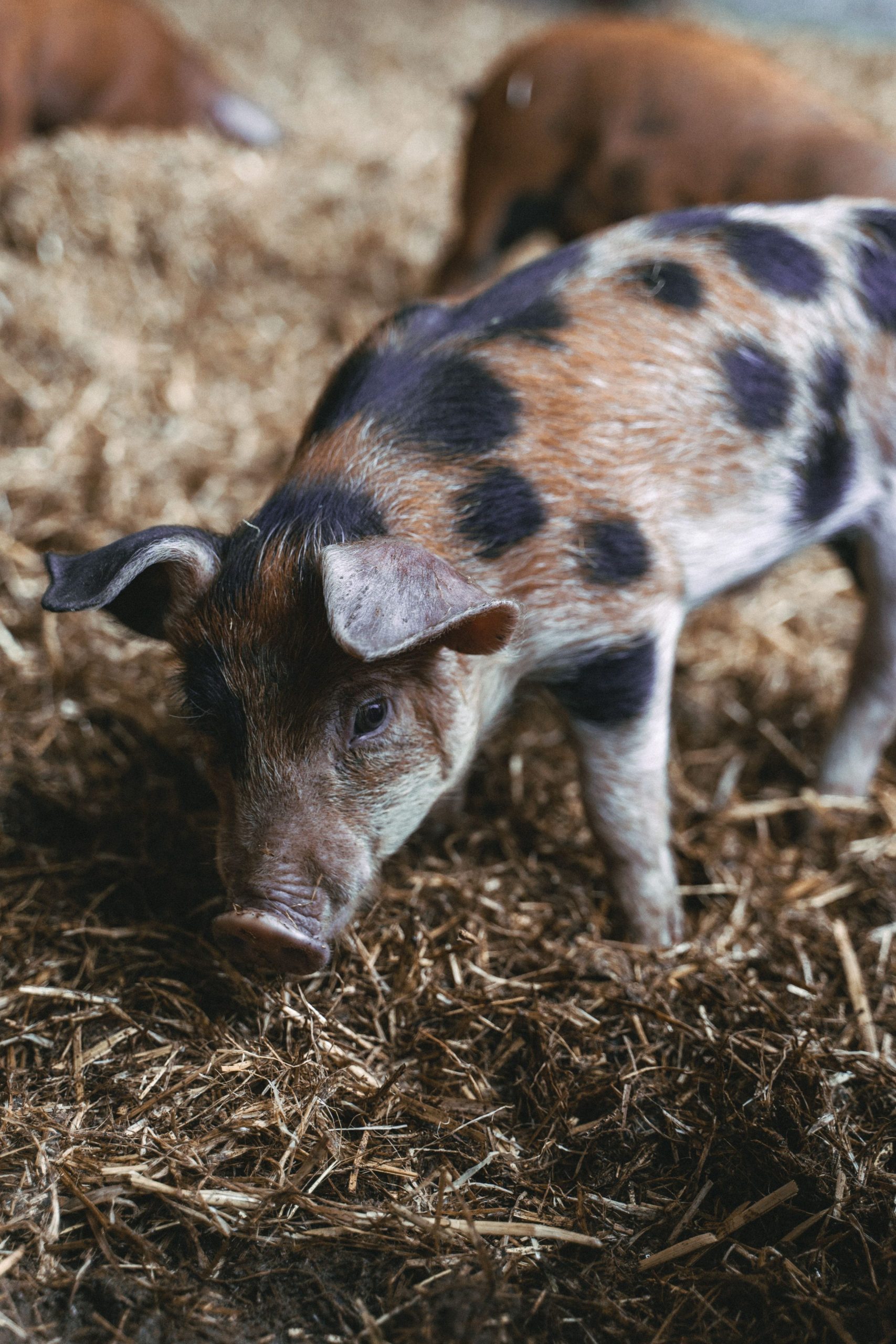 Spotted piglet on straw-covered ground in a barn setting.