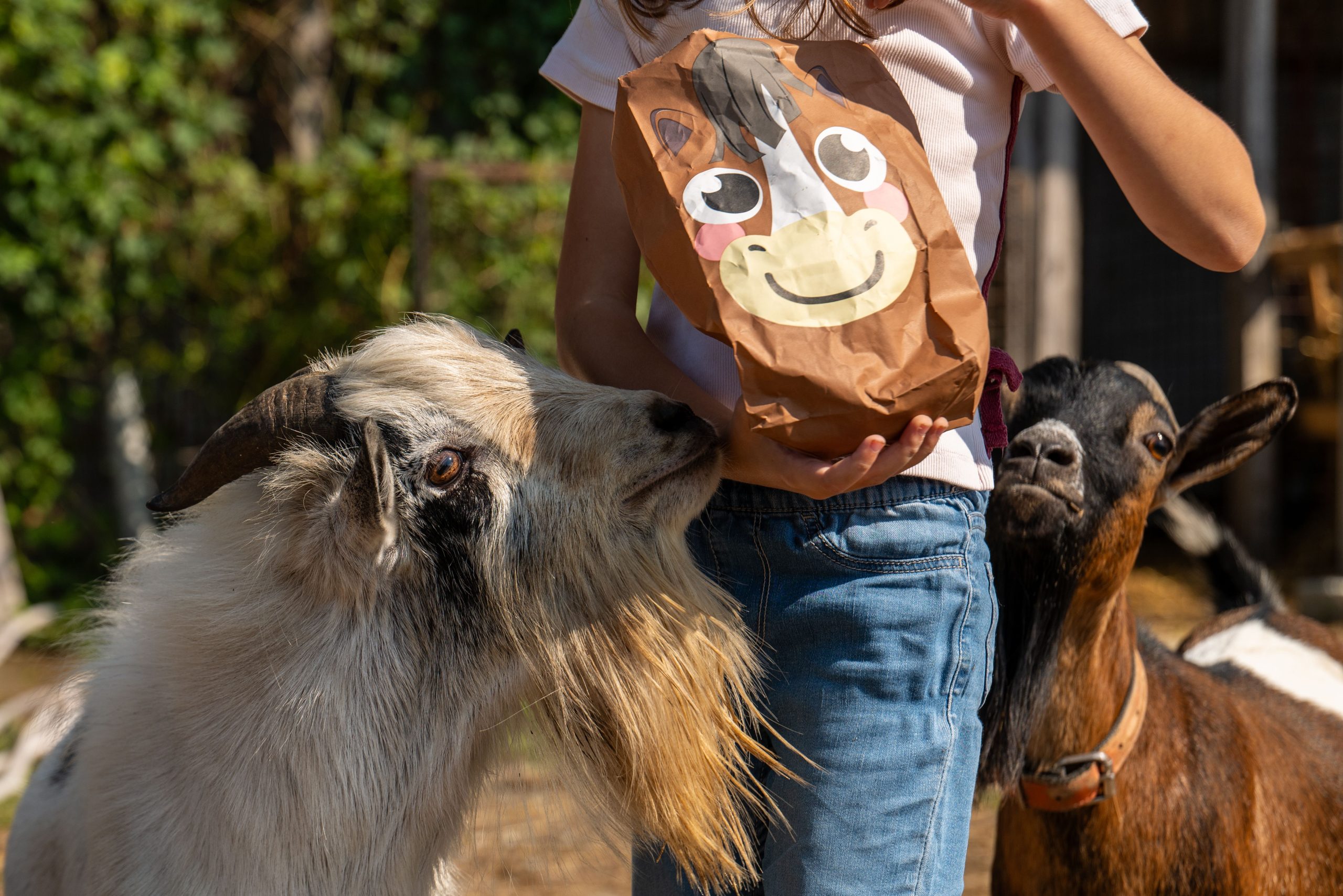 Two goats curiously sniff a paper bag with a cartoon face, held by a person outdoors.